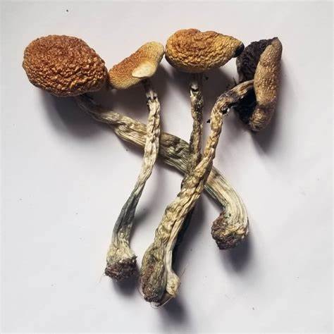 Psilocybe Cubensis B+